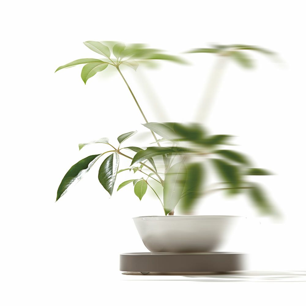 プランタブルSLラージPlantabletidyティディキャスター付き鉢台鉢皿受け皿受皿台車ブラックブラウンホワイトトレイトレープランター観葉植物