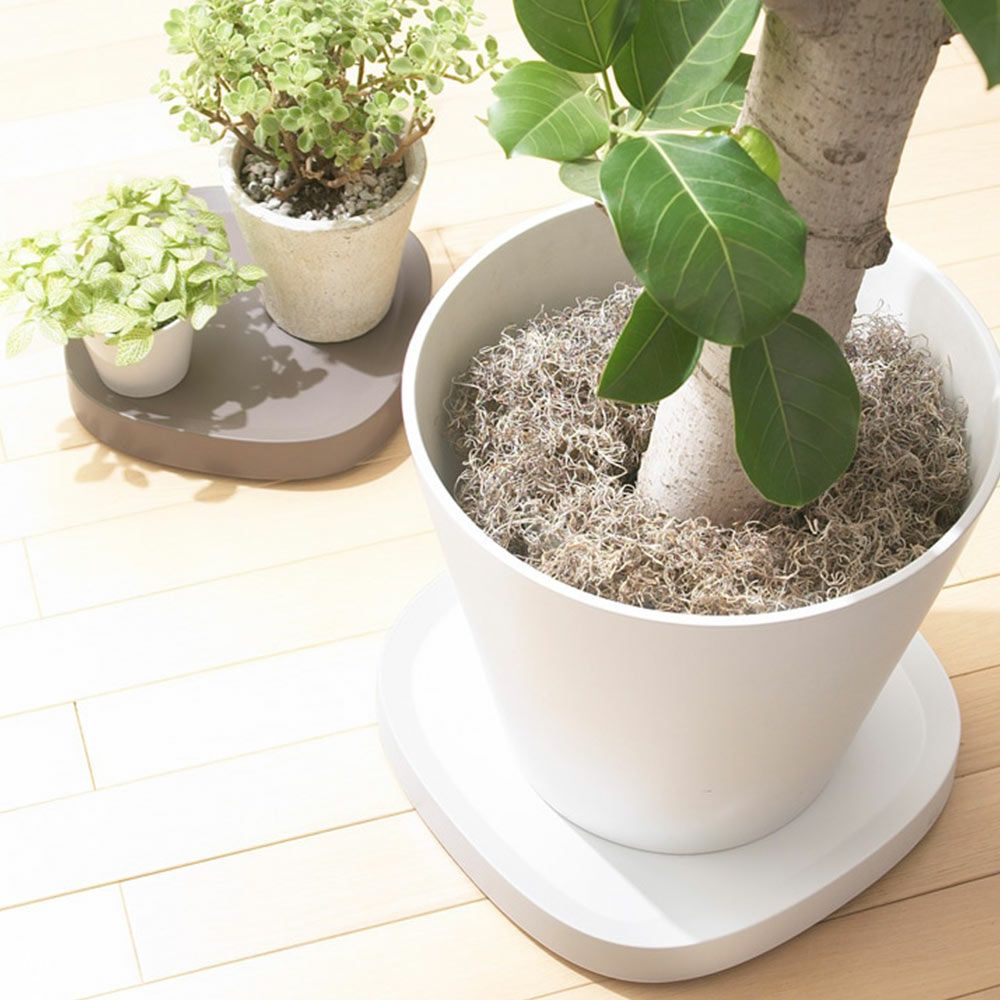 プランタブルSLラージPlantabletidyティディキャスター付き鉢台鉢皿受け皿受皿台車ブラックブラウンホワイトトレイトレープランター観葉植物